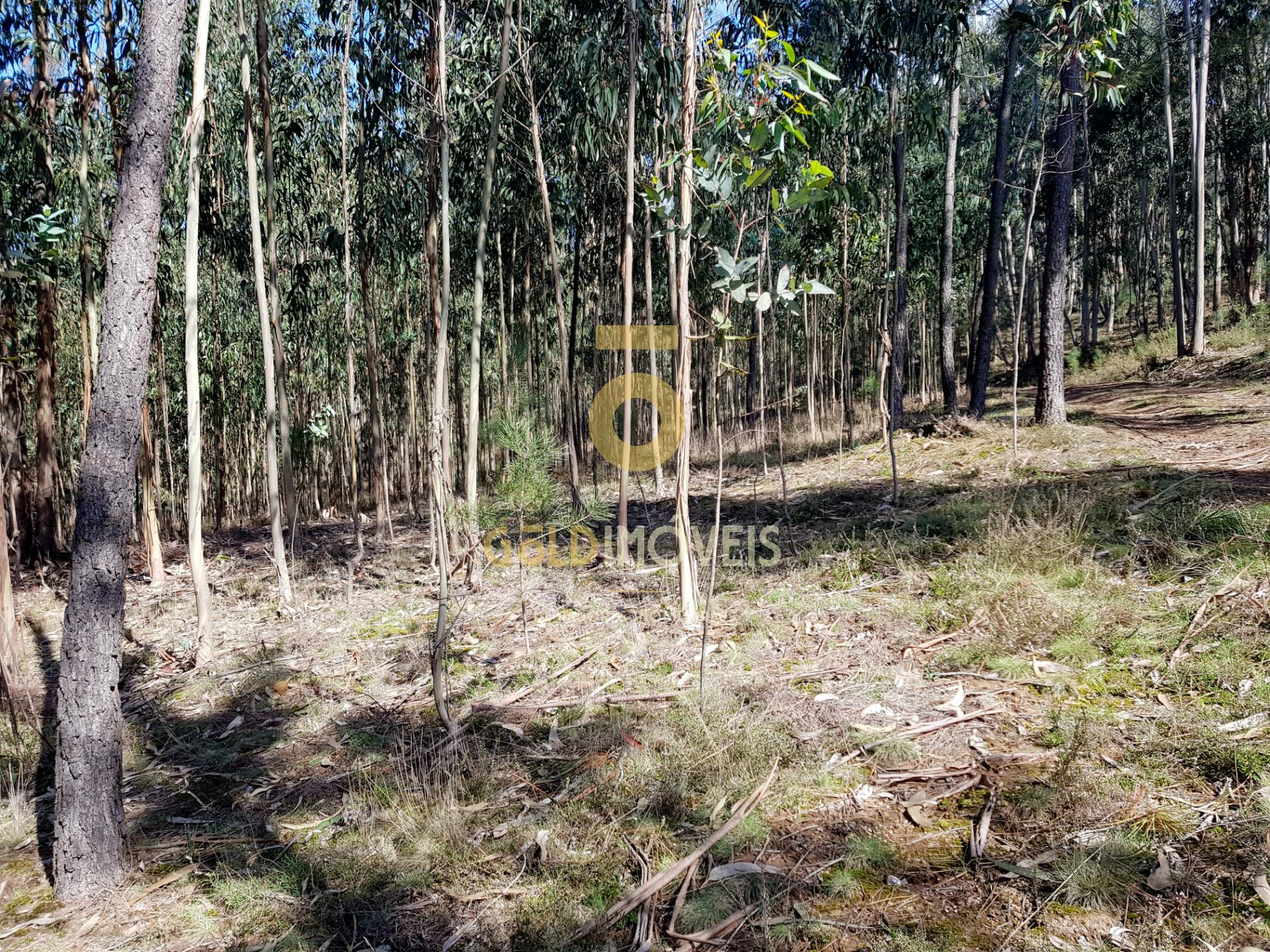 Terreno em Santa Maria de Sardoura