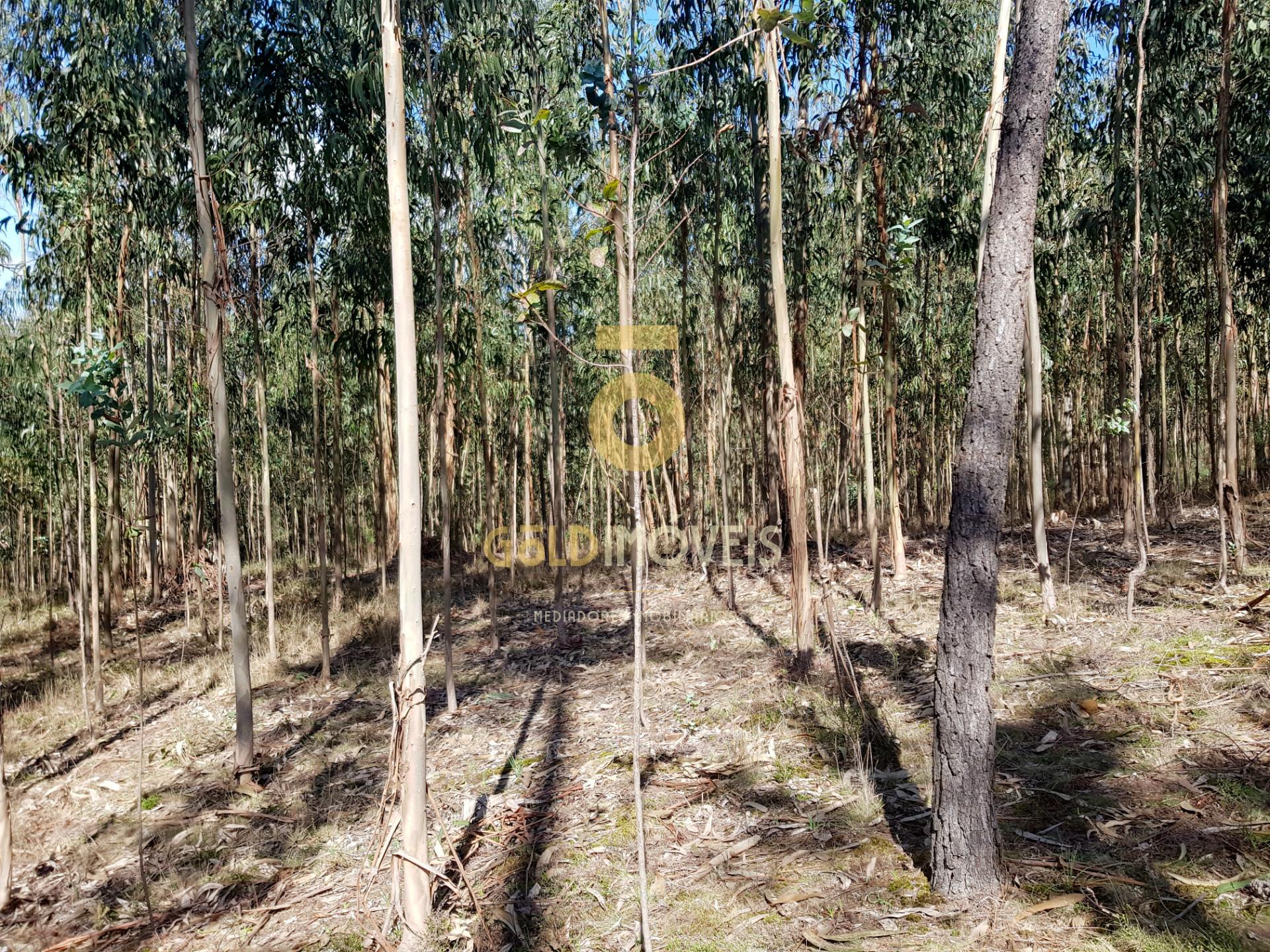 Terreno em Santa Maria de Sardoura