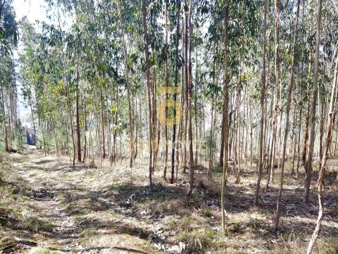 Terreno em Santa Maria de Sardoura
