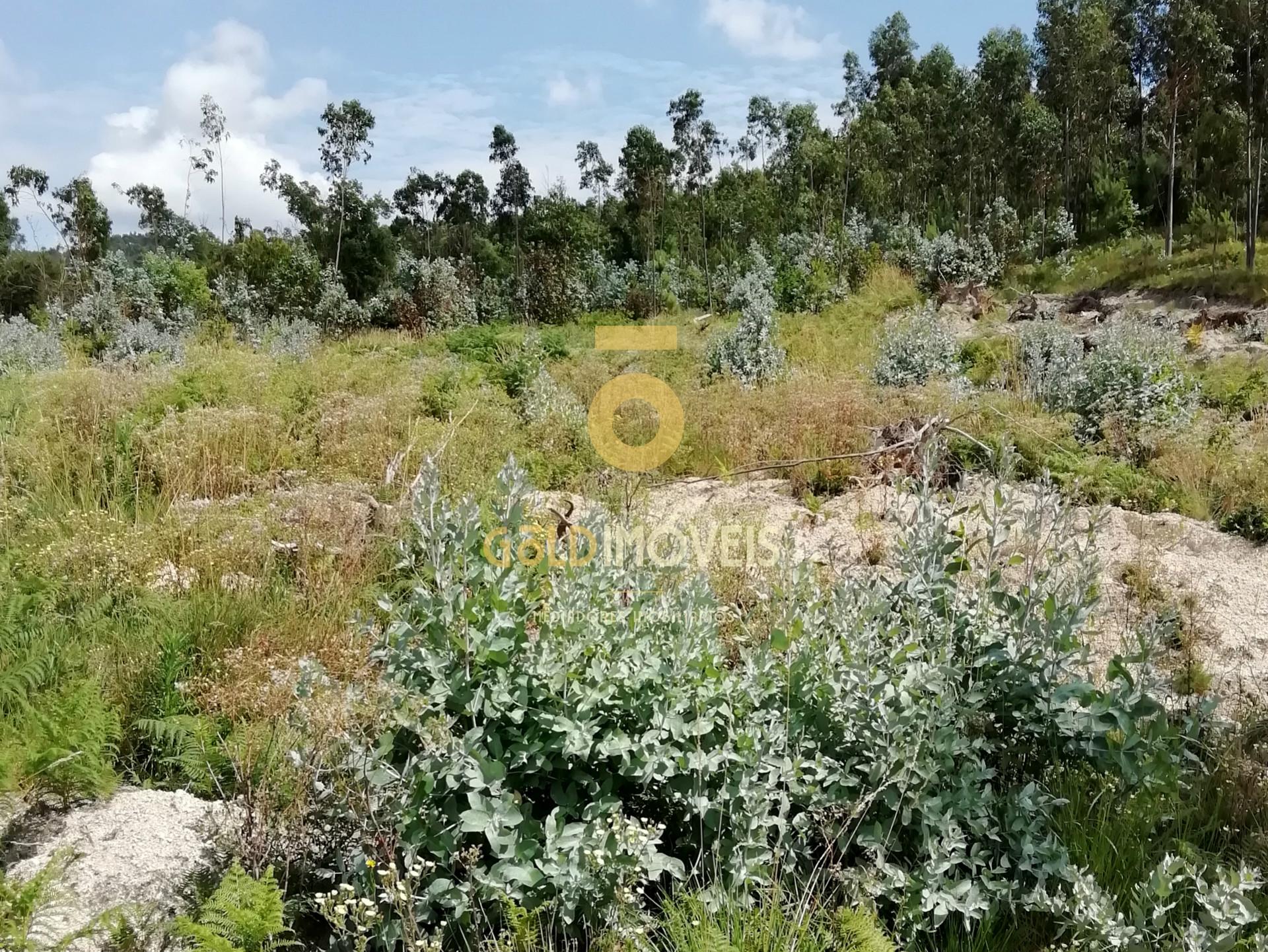 Terreno florestal em Fonte Arcada - Penafiel