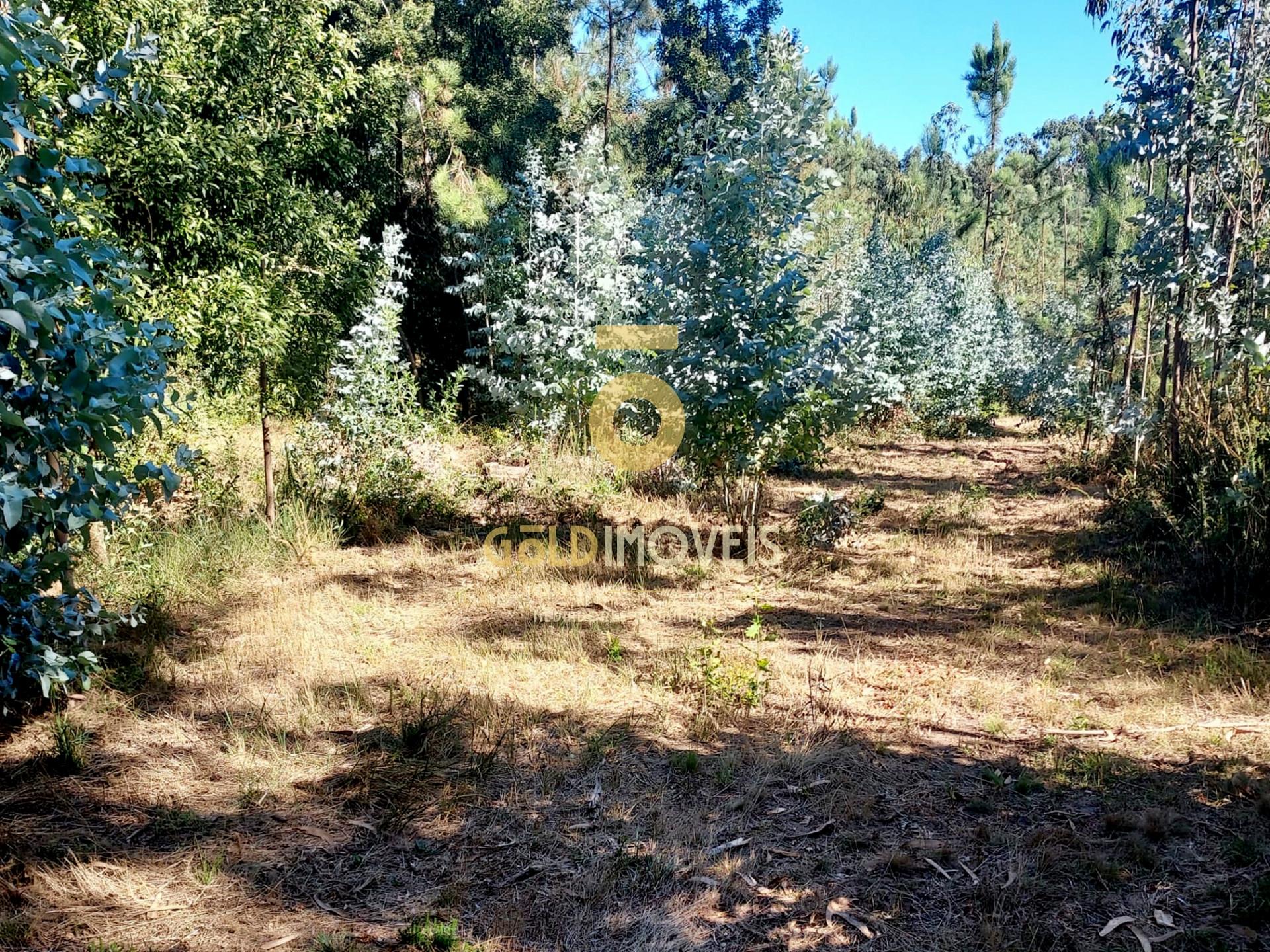 Terreno  Venda em Oliveira de Azeméis, Santiago de Riba-Ul, Ul, Macinhata da Seixa e Madail,Oliveira de Azeméis