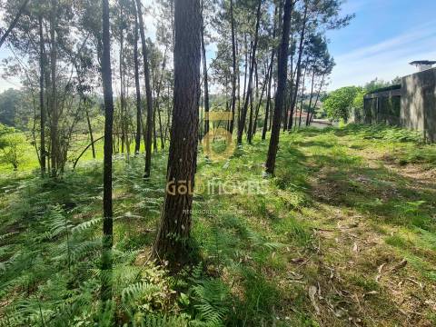 Terreno Rústico  Venda em Canedo, Vale e Vila Maior,Santa Maria da Feira
