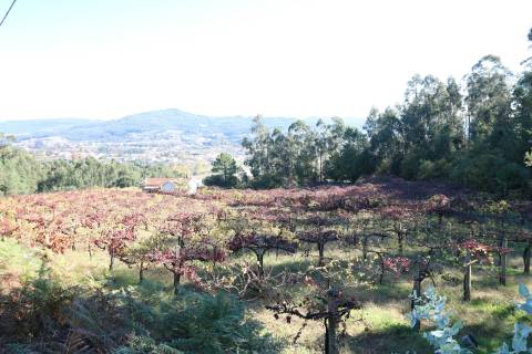 Quinta T3 Venda em Figueiredo,Braga
