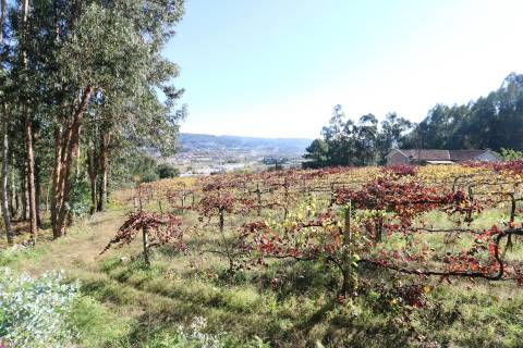 Quinta T3 Venda em Figueiredo,Braga