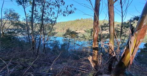 Terreno Rústico  Venda em Ferreira do Zêzere,Ferreira do Zêzere