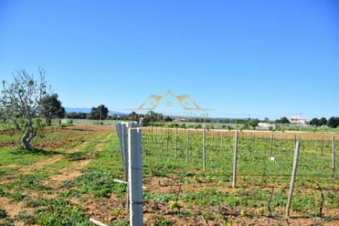 Quinta com projecto para Hotel Rural - Albufeira