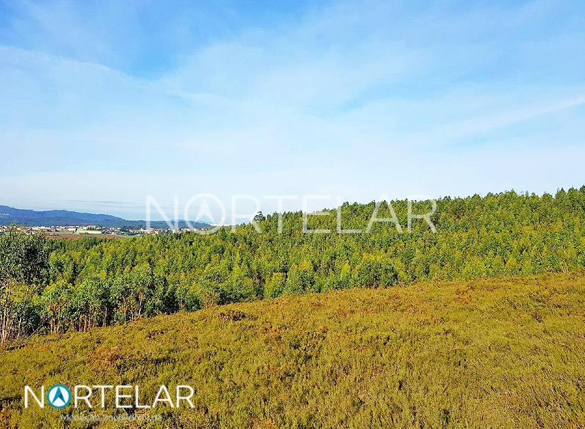 Terreno florestal em Fradelos