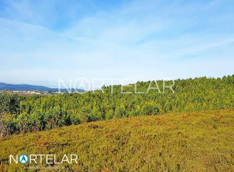 Terreno florestal em Fradelos