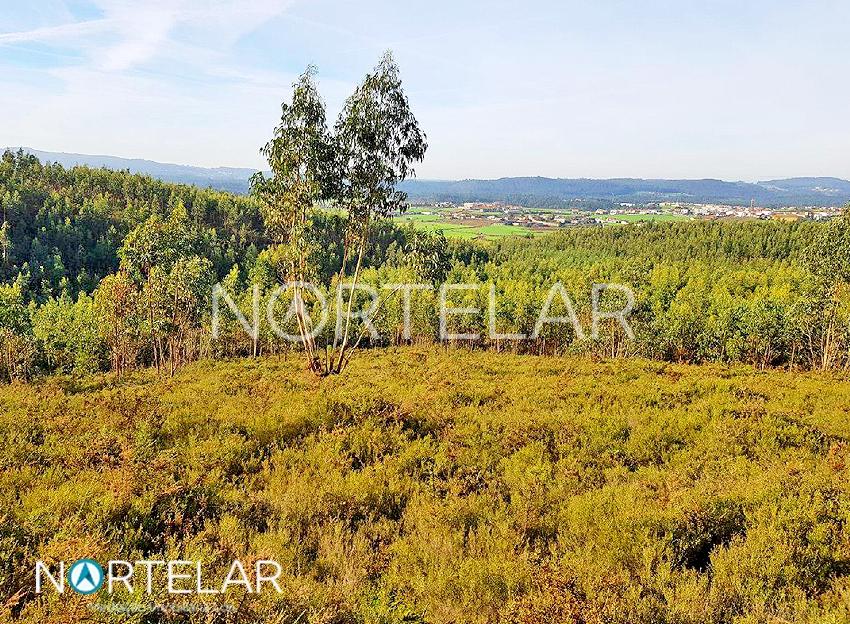 Terreno florestal em Fradelos