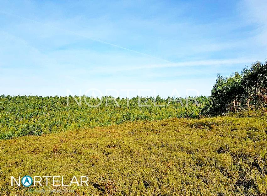 Terreno florestal em Fradelos