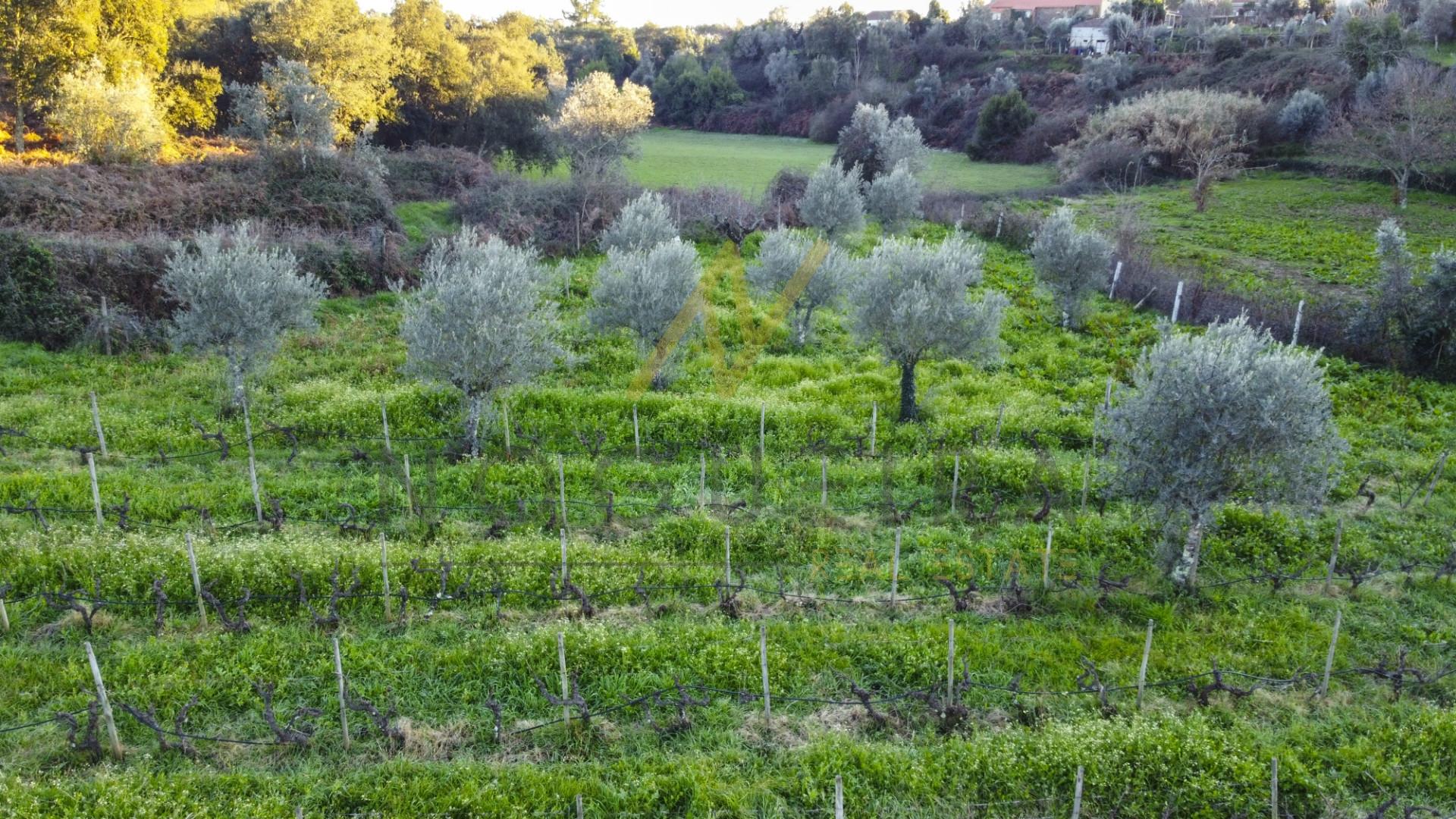 Cabeçudo in Sertã - Portugal