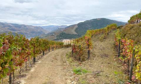 Vinha no Douro 7000m² - Vila Seca