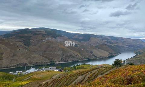 Vinha no Douro 7000m² - Vila Seca