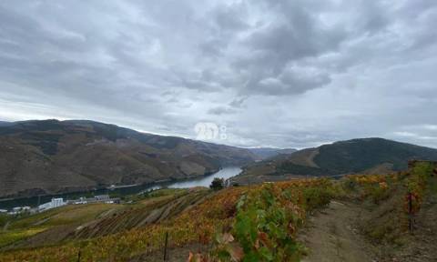 Vinha no Douro 7000m² - Vila Seca