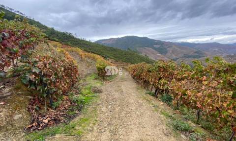 Vinha no Douro 7000m² - Vila Seca