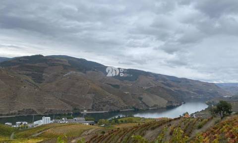 Vinha no Douro 7000m² - Vila Seca