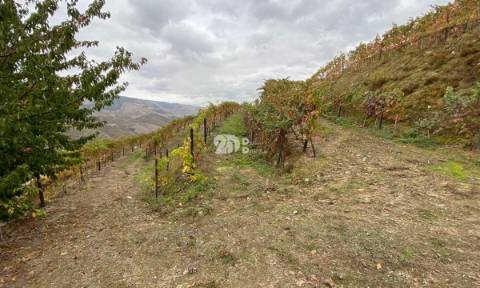 Vinha no Douro 7000m² - Vila Seca