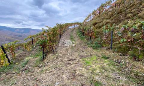 Vinha no Douro 7000m² - Vila Seca