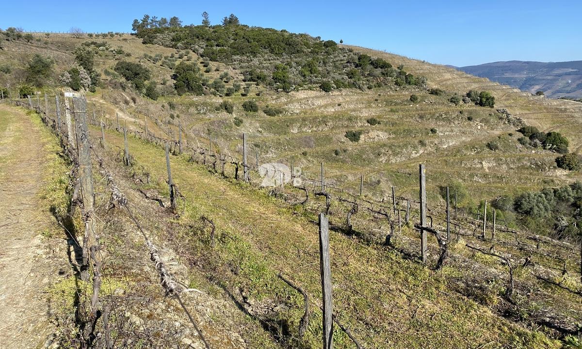 Terreno rústico 30000m² - Tabuaço