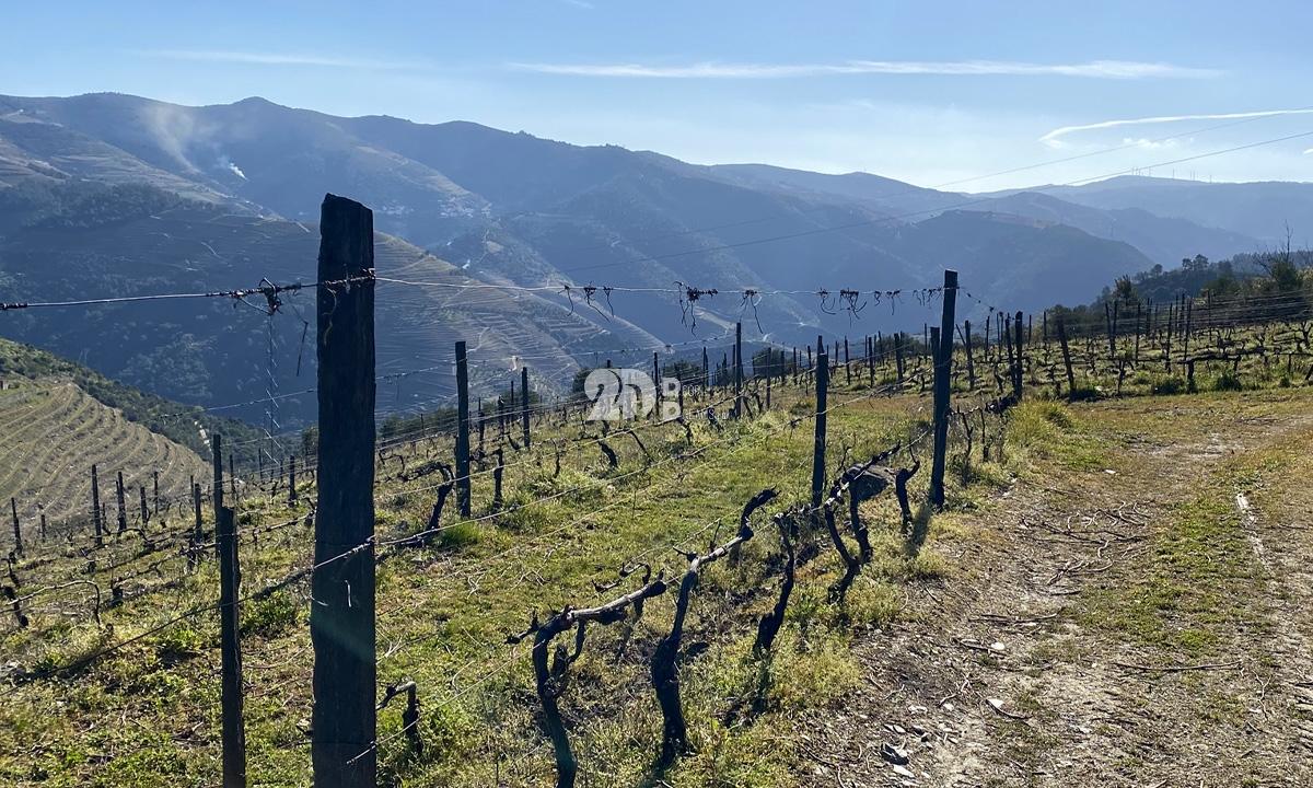 Terreno rústico 30000m² - Tabuaço