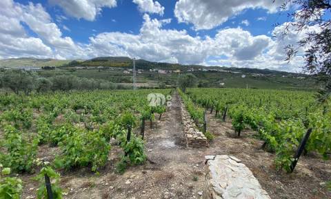 Terreno 14720m² - Barcos