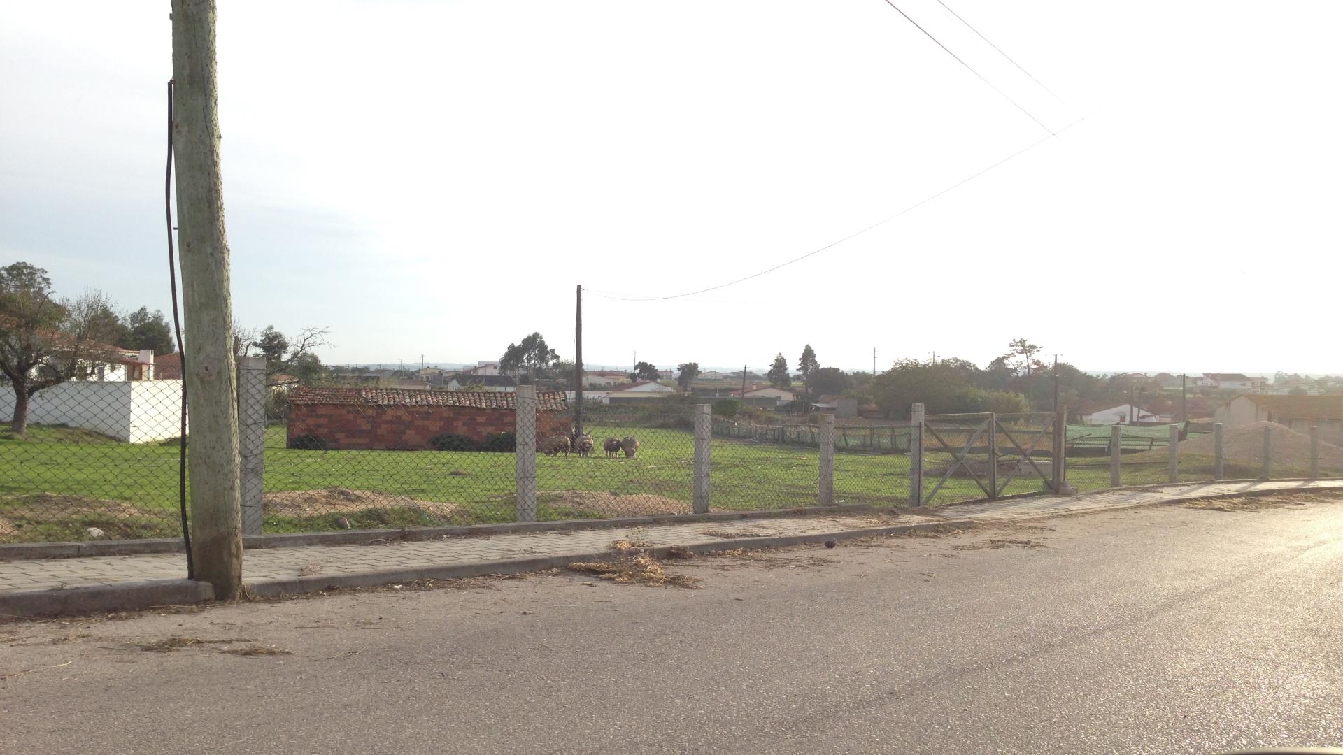 Terreno  Venda em Regueira de Pontes,Leiria