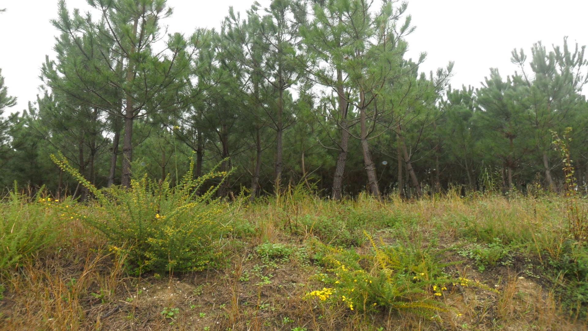 Terreno  Venda em Monte Redondo e Carreira,Leiria