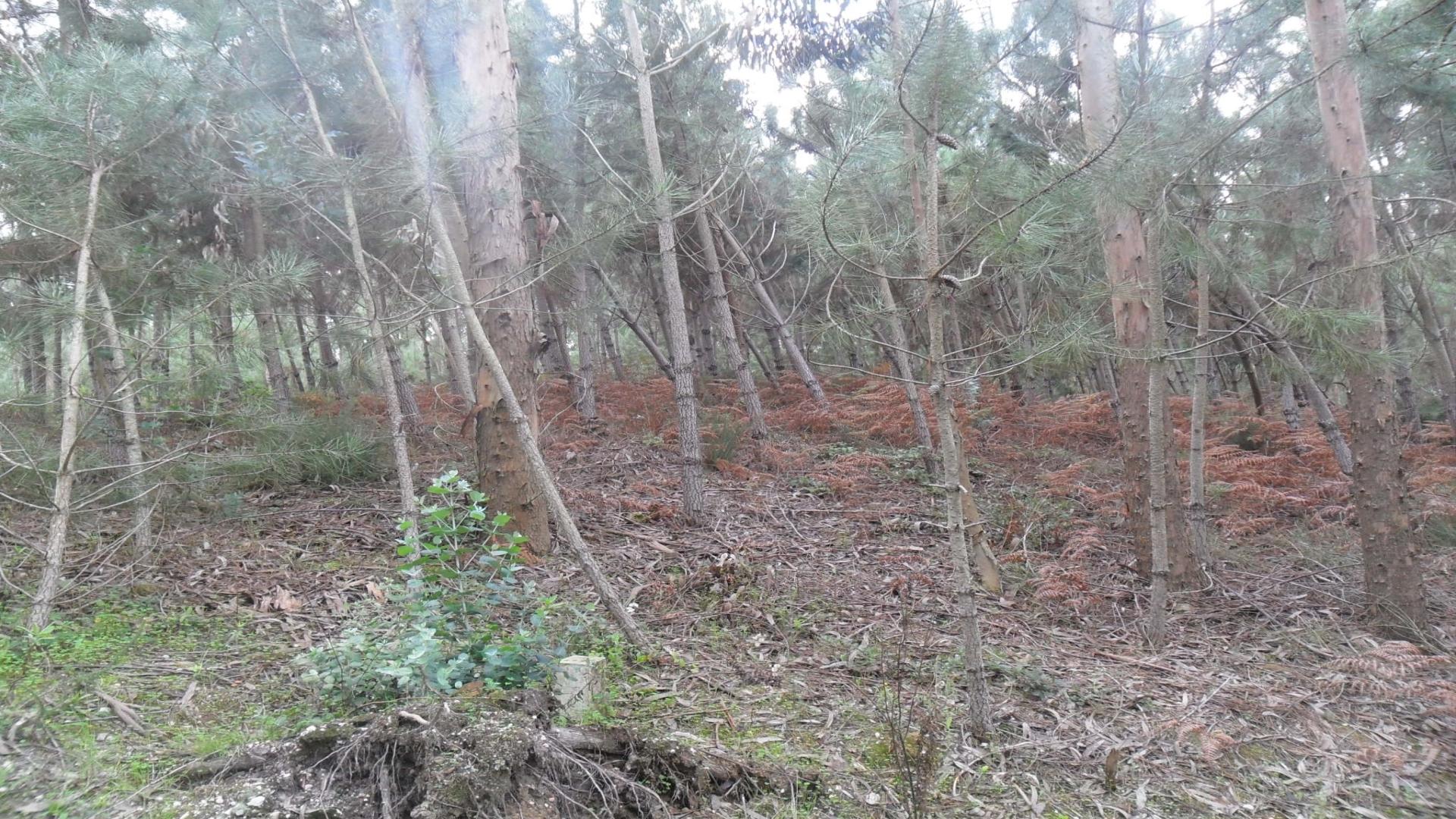 Terreno  Venda em Bajouca,Leiria