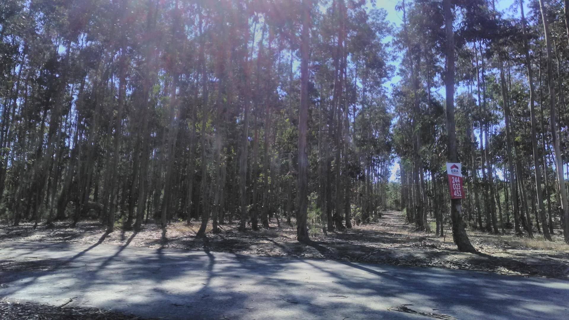 Terreno  Venda em Amor,Leiria