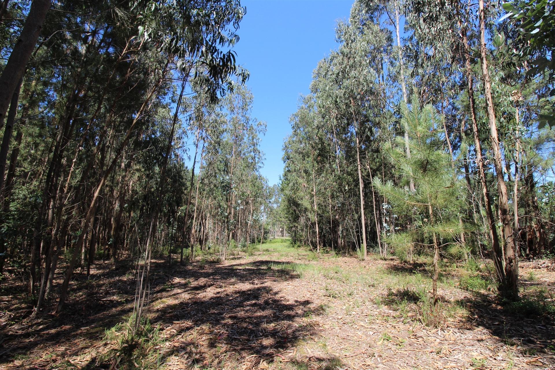 Terreno Para Construção  Venda em Souto da Carpalhosa e Ortigosa,Leiria