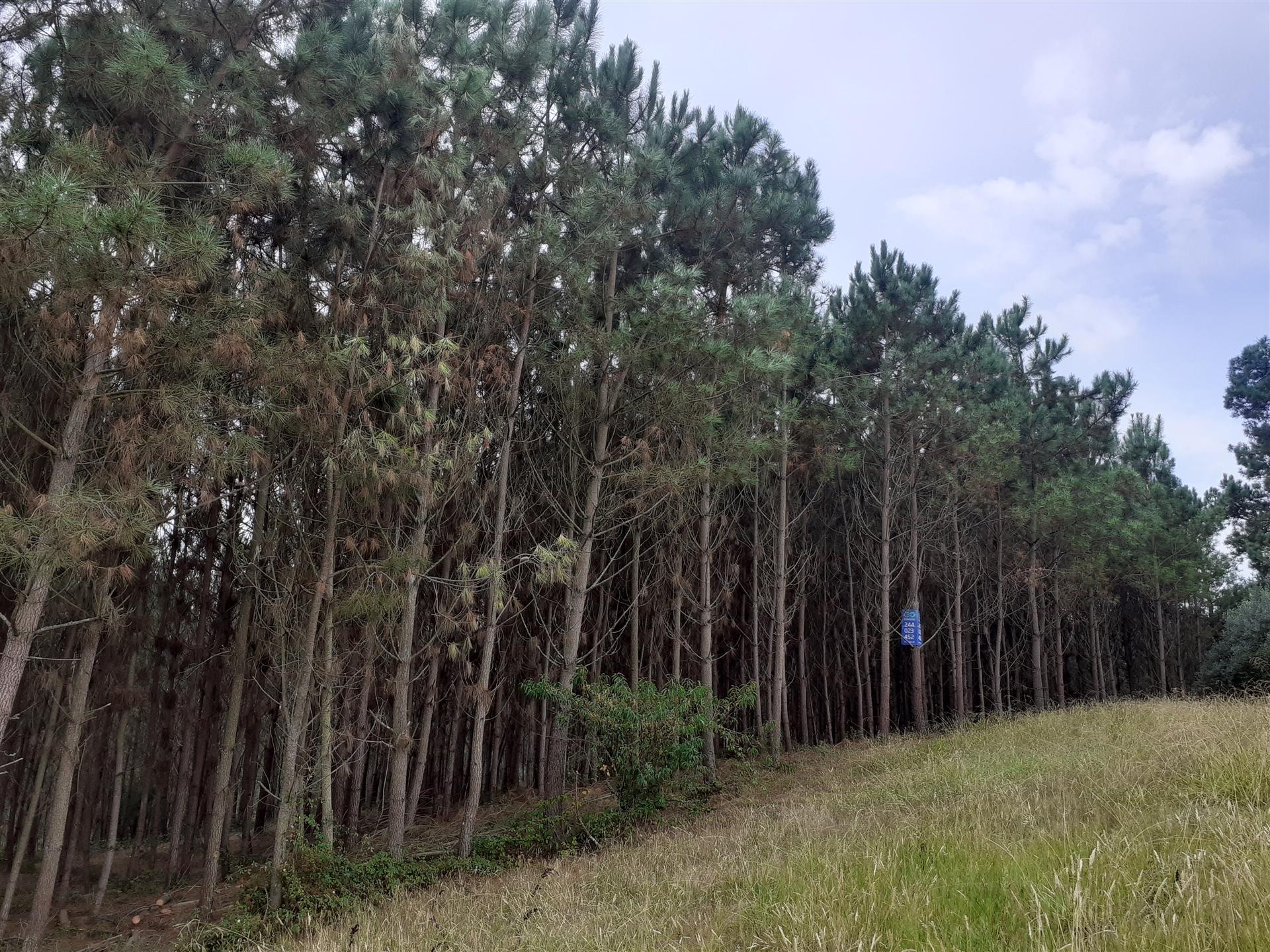 Dois terrenos  com 6.700m2 - Souto da Carpalhosa