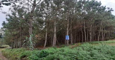 Dois terrenos  com 6.700m2 - Souto da Carpalhosa