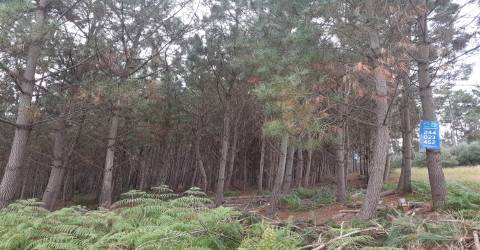 Dois terrenos  com 6.700m2 - Souto da Carpalhosa