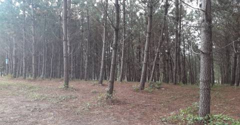 Dois terrenos  com 6.700m2 - Souto da Carpalhosa