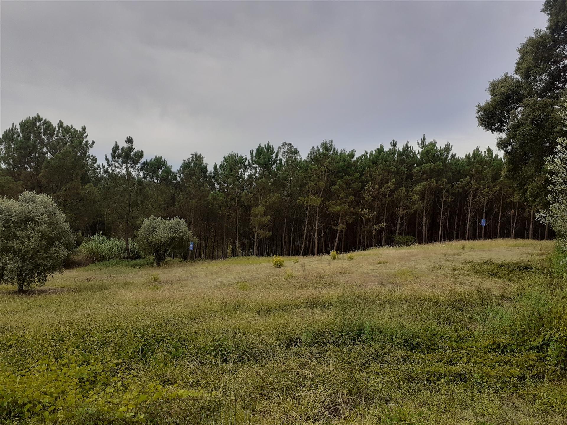 Dois terrenos  com 6.700m2 - Souto da Carpalhosa