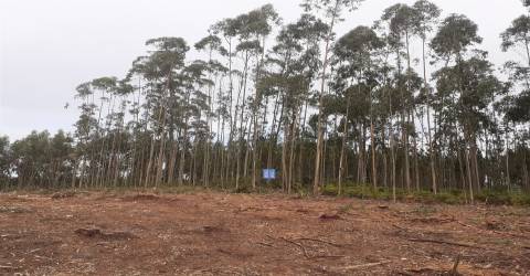 Dois terrenos  com 6.700m2 - Souto da Carpalhosa