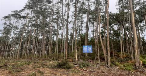 Dois terrenos  com 6.700m2 - Souto da Carpalhosa