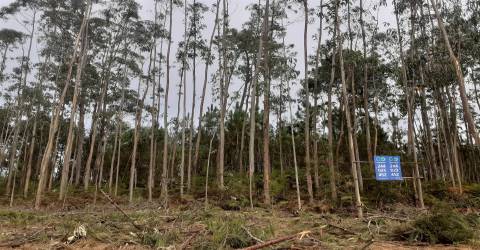 Dois terrenos  com 6.700m2 - Souto da Carpalhosa