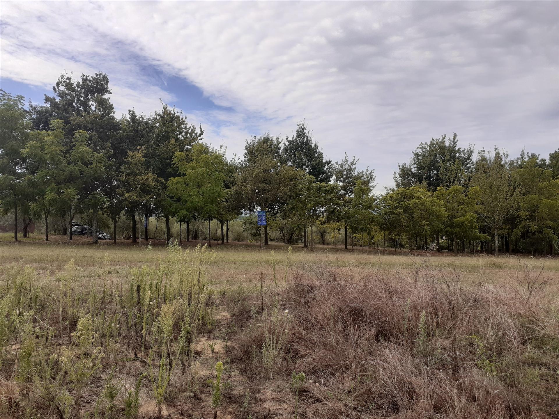 Terreno florestal de 5000m2 - Souto da Carpalhosa, Leiria