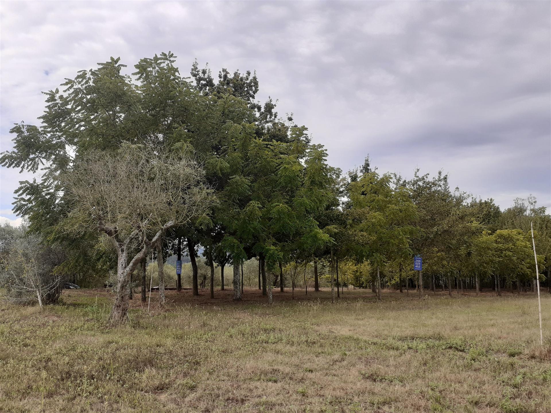 Terreno florestal de 5000m2 - Souto da Carpalhosa, Leiria