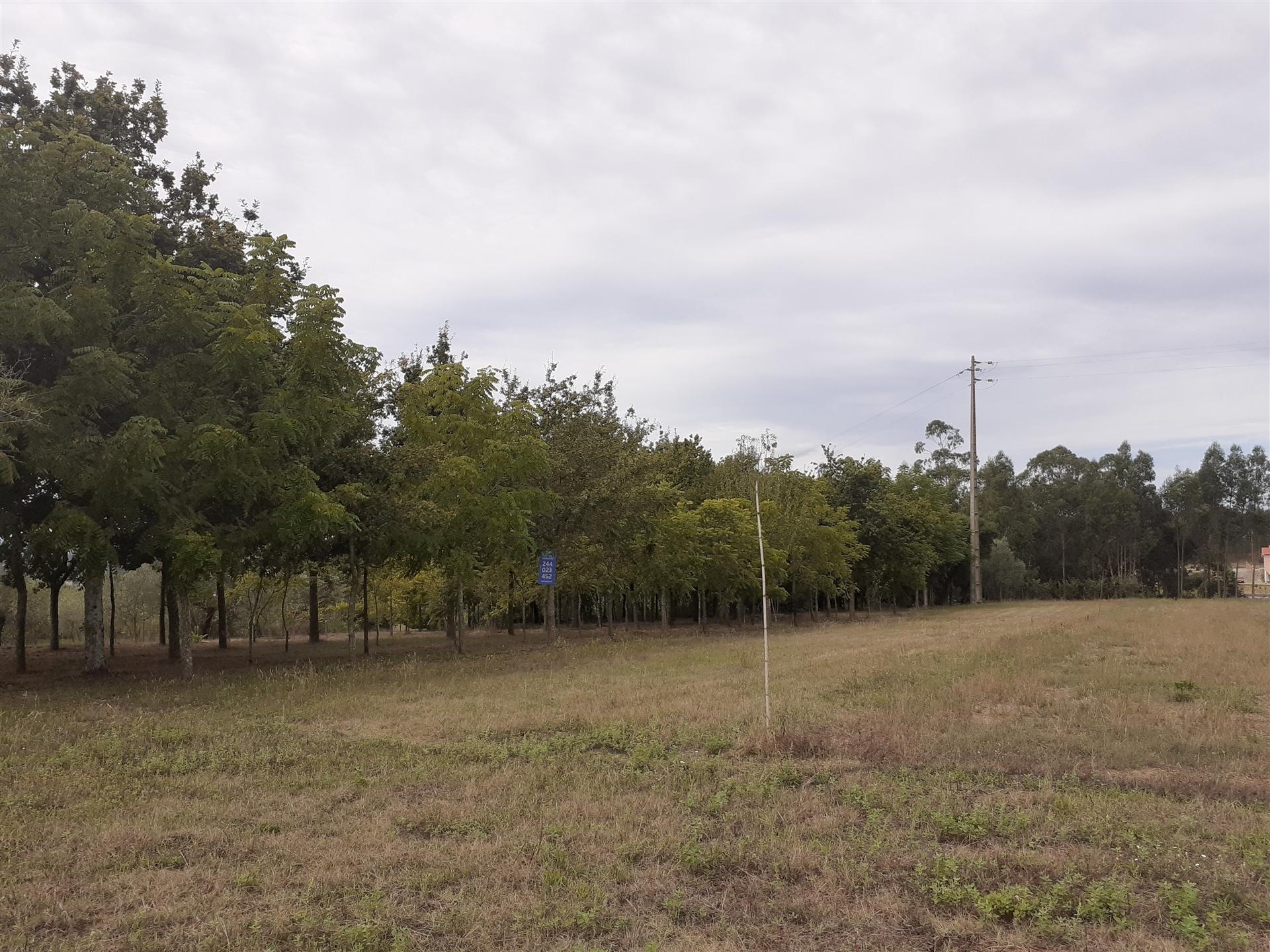 Terreno florestal de 5000m2 - Souto da Carpalhosa, Leiria