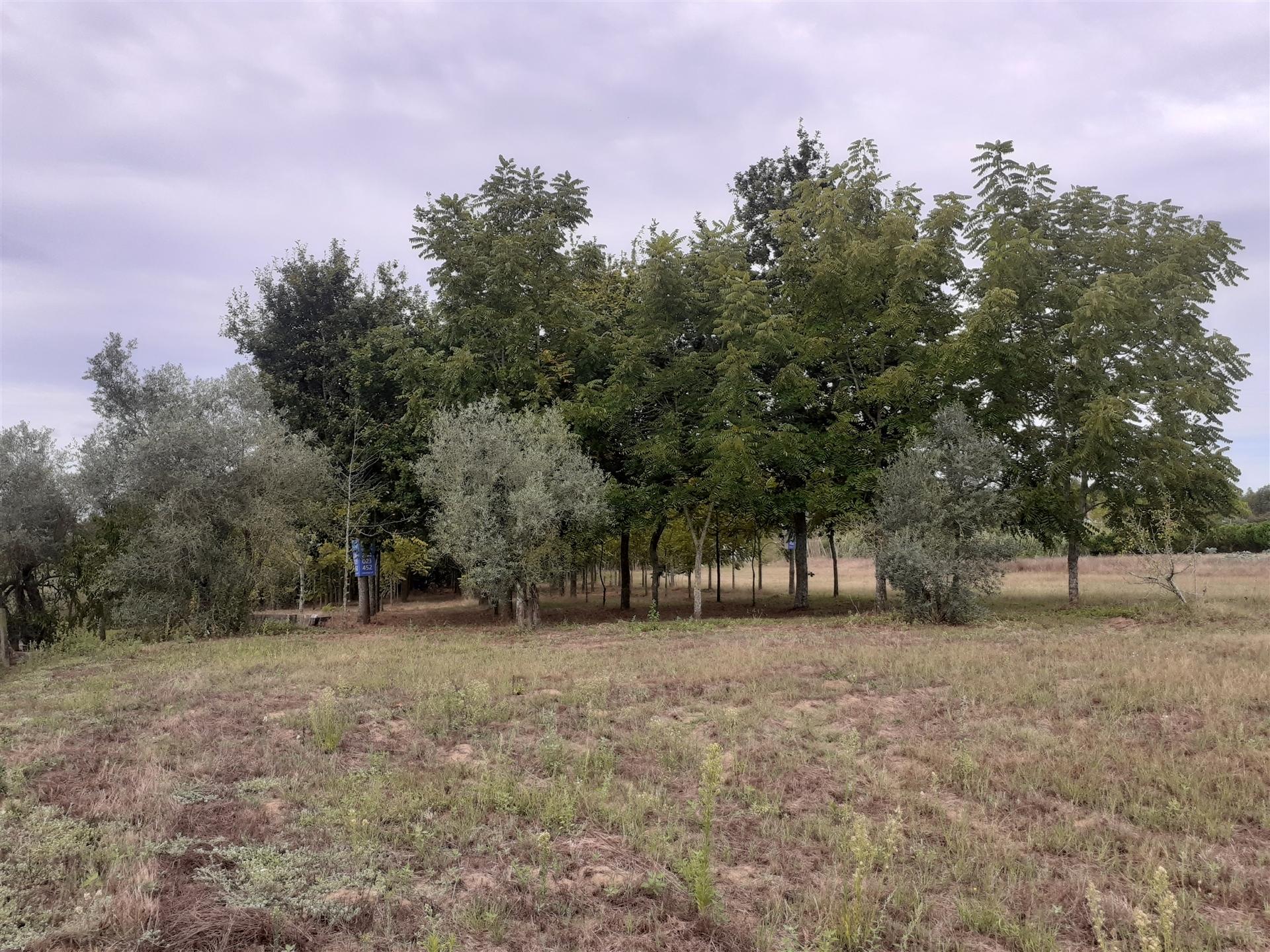 Terreno florestal de 5000m2 - Souto da Carpalhosa, Leiria