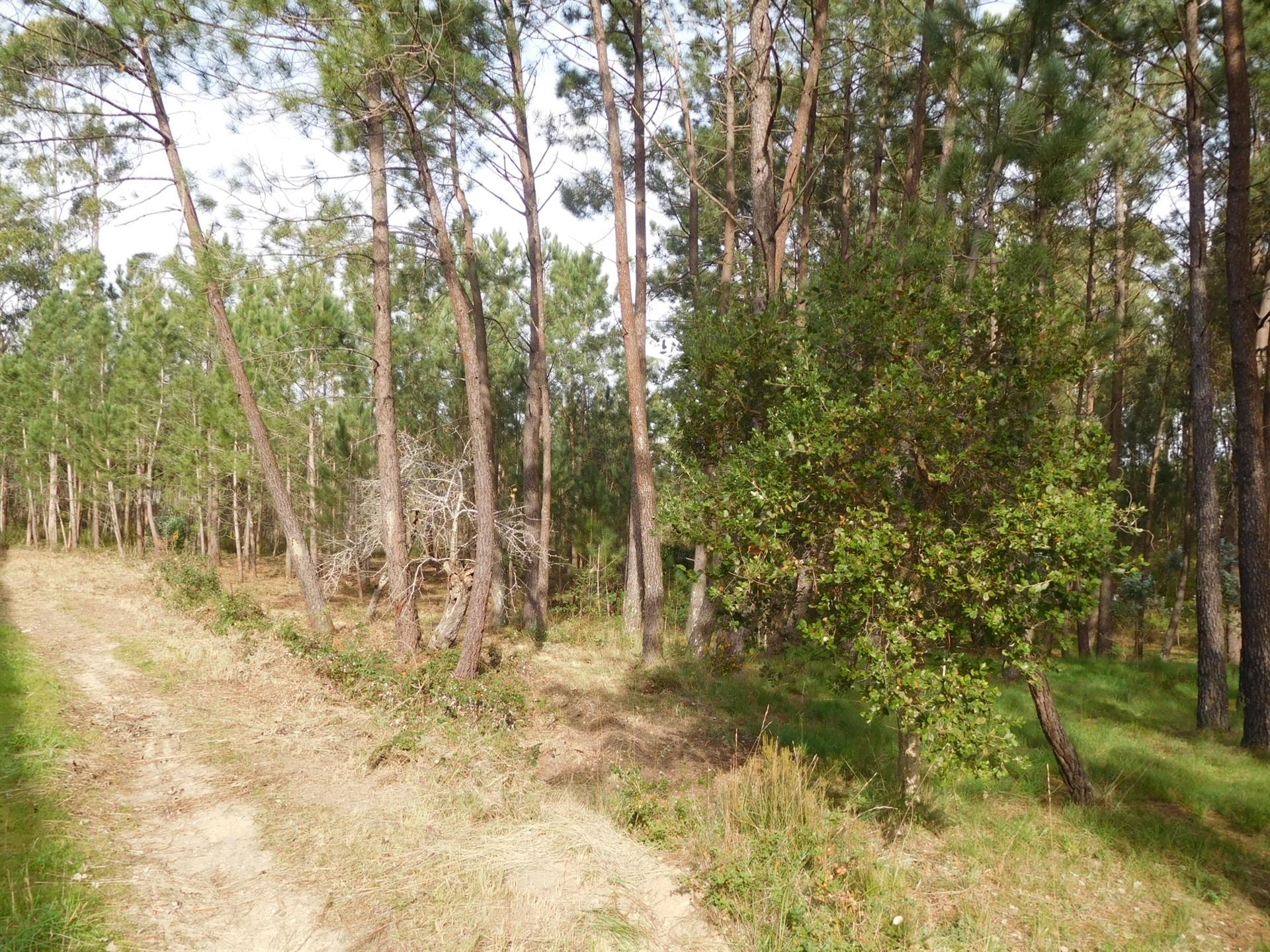 Terreno/Construção/Barosa/Leiria