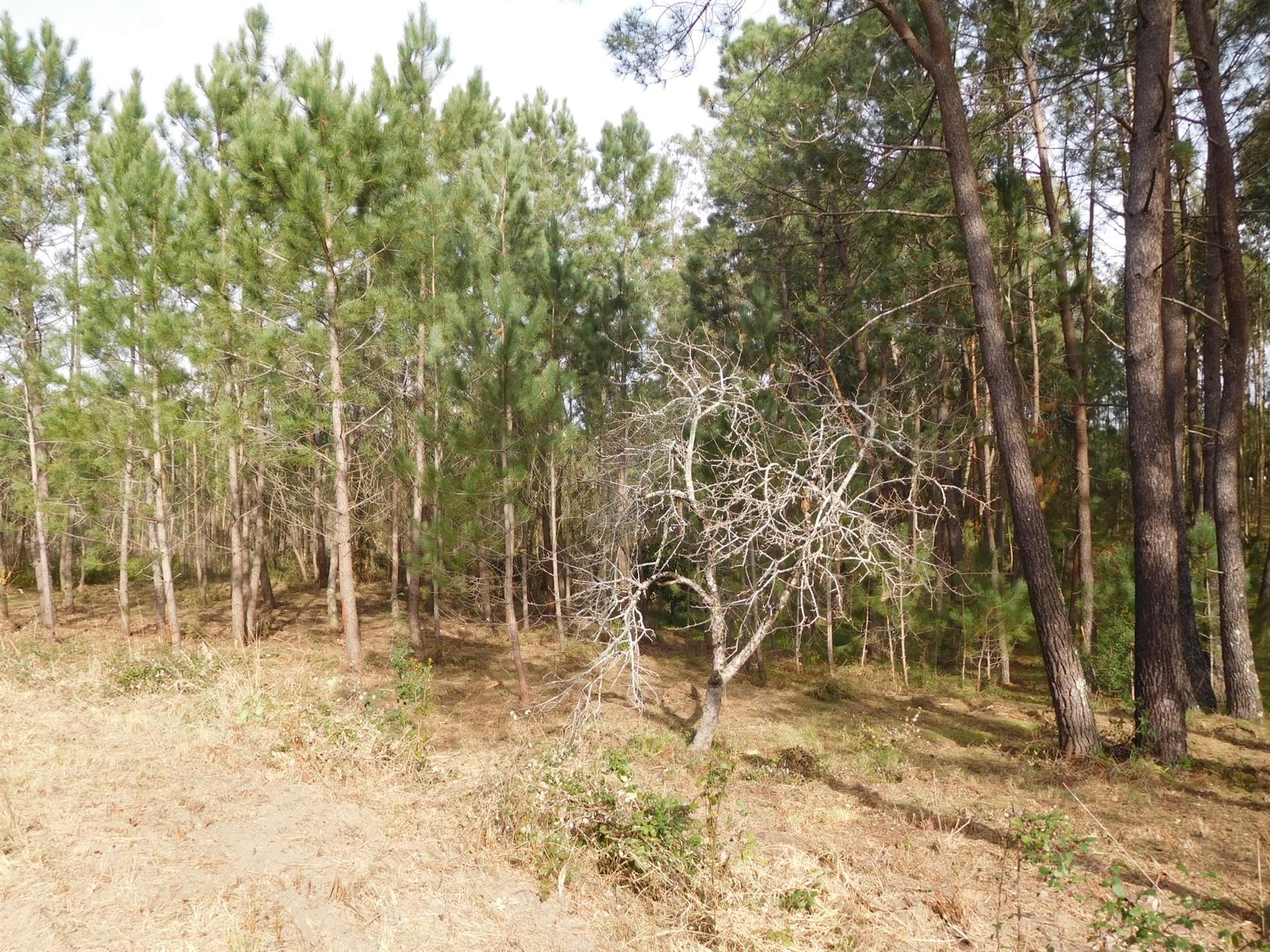 Terreno/Construção/Barosa/Leiria