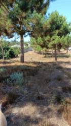 Terreno com 1.894 m2 / Amor / Leiria