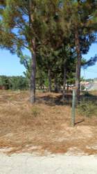 Terreno com 1.894 m2 / Amor / Leiria