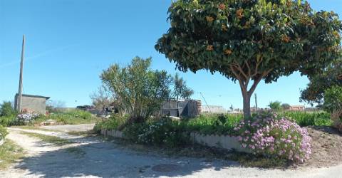 Terreno plano para construção / 7 900 m2 / Amor / Leiria