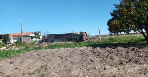 Terreno plano para construção / 7 900 m2 / Amor / Leiria