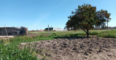 Terreno plano para construção / 7 900 m2 / Amor / Leiria