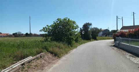 Terreno plano para construção / 7 900 m2 / Amor / Leiria